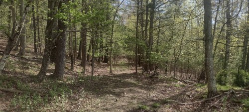 A serene forest scene with tall trees, green foliage, and a dirt path winding through the underbrush.