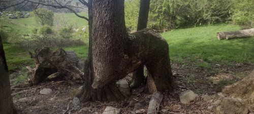 A tree with a unique shape resembling an animal, surrounded by greenery and fallen logs in a natural setting.