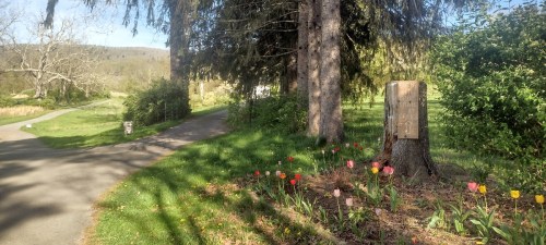 A scenic park path lined with trees and colorful tulips, leading into a green landscape on a sunny day.