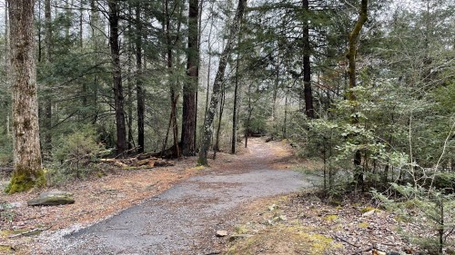 A winding gravel path through a dense forest with tall trees and scattered greenery.