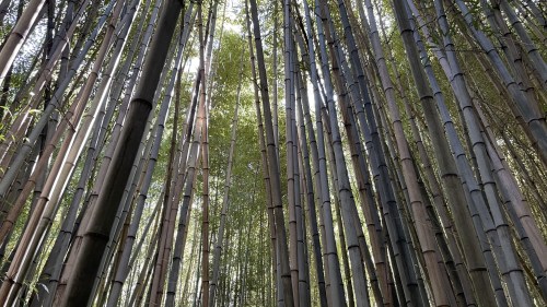 A dense bamboo forest with tall, slender stalks reaching towards the sky, illuminated by soft, natural light.