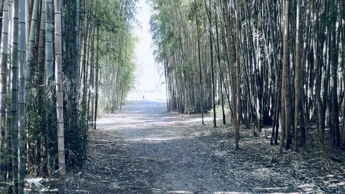 A serene pathway through tall bamboo trees, leading to a bright, open area in the distance.