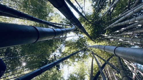 Looking up at tall bamboo stalks against a bright sky, creating a serene and natural atmosphere.
