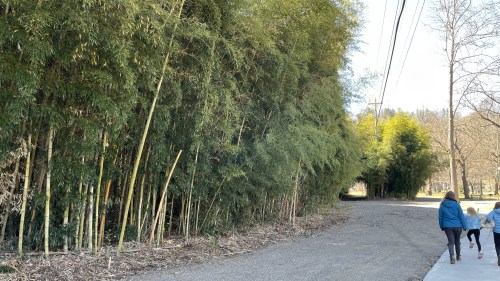 A path beside a dense bamboo grove, with two people walking away along the sidewalk.