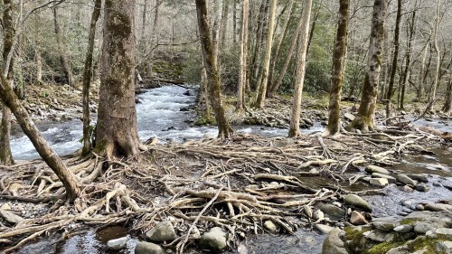 A serene river flows through a forest, with exposed tree roots and rocky banks surrounded by tall trees.