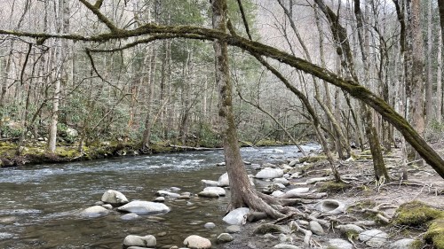 A serene river flows through a forest, lined with trees and smooth stones along the bank.