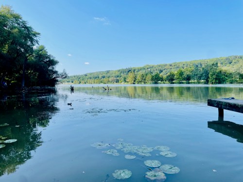 A serene lake scene with lily pads, surrounded by lush greenery and a clear blue sky.