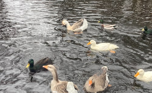 A group of ducks swimming in a dark, rippling pond, including various breeds and colors.