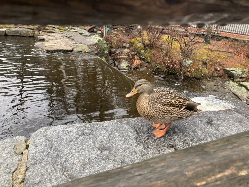 A duck stands on a stone edge by a pond, surrounded by rocks and bare trees. Water flows gently nearby.