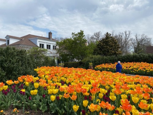 A vibrant garden filled with orange and yellow tulips, with a person sitting peacefully among the flowers.