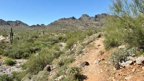 A desert landscape with a dirt path, cacti, and mountains under a clear blue sky.