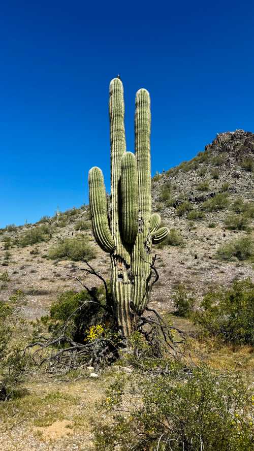 A tall saguaro cactus stands against a clear blue sky, surrounded by desert landscape and rocky hills.