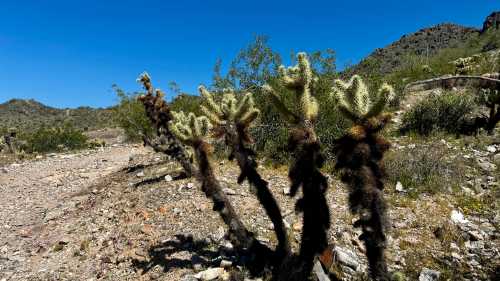 A group of cholla cacti stands on a rocky path under a clear blue sky, surrounded by desert vegetation and mountains.