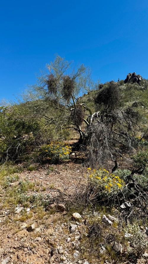 A desert landscape featuring a twisted tree, scattered wildflowers, and rocky hills under a clear blue sky.