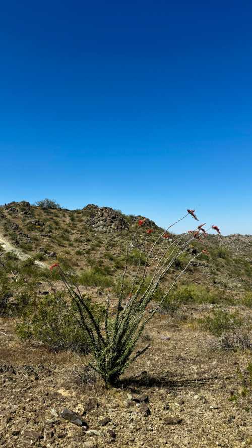 A tall cactus with red flowers stands in a dry, rocky landscape under a clear blue sky.