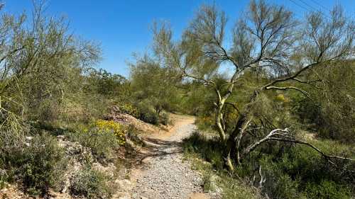 A winding gravel path through a desert landscape with sparse vegetation and clear blue skies.