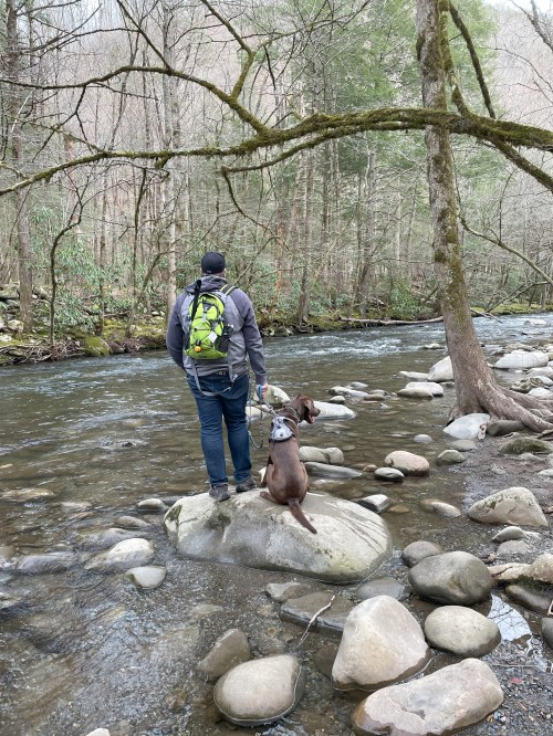 A person stands on a rock by a river, holding a dog's leash, surrounded by trees and rocky terrain.