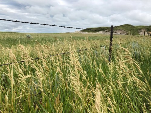 A grassy field with tall golden grass swaying near a barbed wire fence under a cloudy sky.