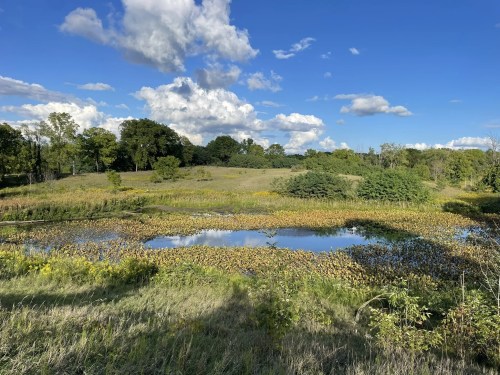 A serene landscape featuring a pond surrounded by lush greenery and wildflowers under a blue sky with fluffy clouds.