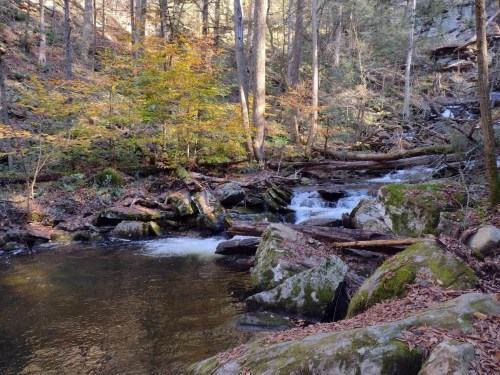 A serene forest scene featuring a flowing creek surrounded by rocks and autumn-colored trees.