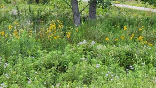 A lush green field filled with wildflowers, including yellow and purple blooms, with trees in the background.