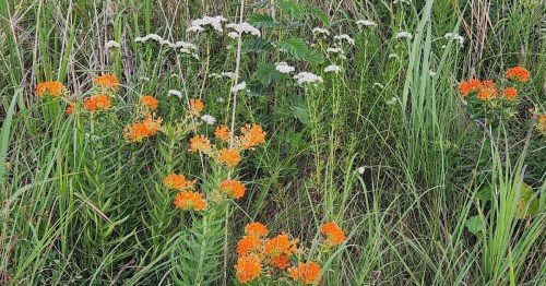 A vibrant patch of orange flowers among tall green grass and white wildflowers in a natural setting.