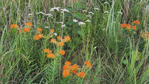 A vibrant patch of orange flowers among tall green grass and white wildflowers in a natural setting.