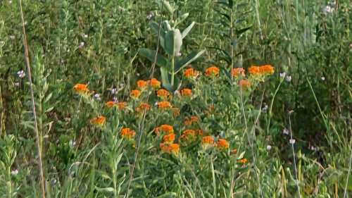 A vibrant patch of orange flowers surrounded by lush green grass and other plants in a natural setting.