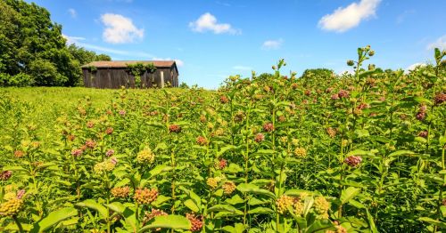 A barn in Kentucky with wildflowers in a field