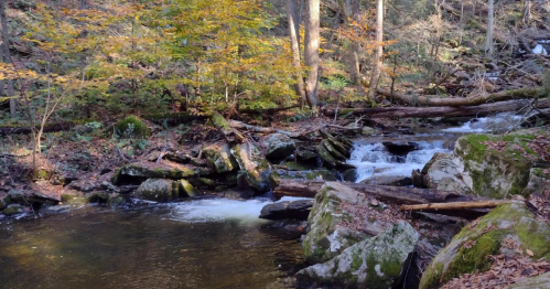 A serene forest scene featuring a flowing stream, rocks, and autumn foliage.
