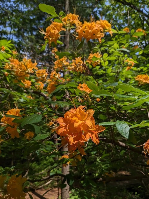 Bright orange flowers bloom amidst lush green leaves in a vibrant natural setting.