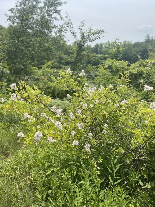 A lush green landscape featuring flowering bushes and trees under a cloudy sky.