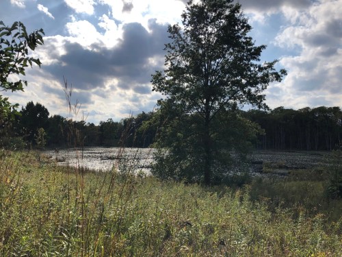 A serene landscape featuring a pond surrounded by trees and tall grasses under a partly cloudy sky.
