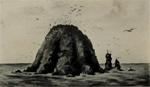 A rocky island surrounded by water, with numerous birds flying above it in a monochromatic style.