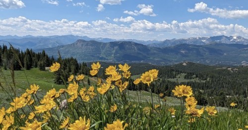 A vibrant field of yellow flowers in the foreground, with mountains and a blue sky in the background.