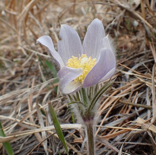 A delicate purple flower with yellow stamens, surrounded by dry grass and earth.