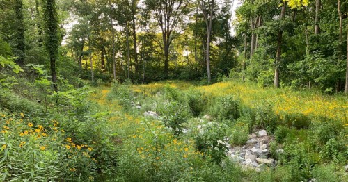 A scenic view of a forest clearing filled with bright yellow wildflowers and green foliage.
