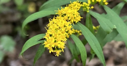 A close-up of a yellow flowering plant with long green leaves, set against a blurred natural background.