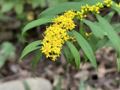 Close-up of a cluster of bright yellow flowers on green leaves, set against a blurred natural background.