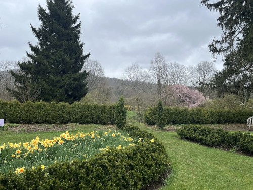 A serene garden scene with blooming yellow daffodils, lush greenery, and trees under a cloudy sky.