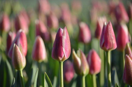 A field of pink tulips with dew-covered buds, surrounded by green leaves in soft morning light.
