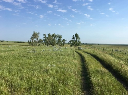A winding dirt path through a grassy field with scattered trees under a clear blue sky.