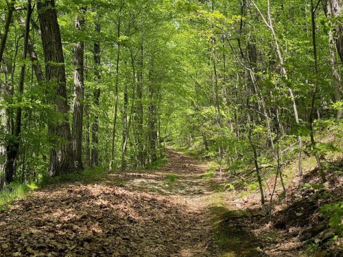 A serene forest path surrounded by lush green trees and scattered leaves on the ground.