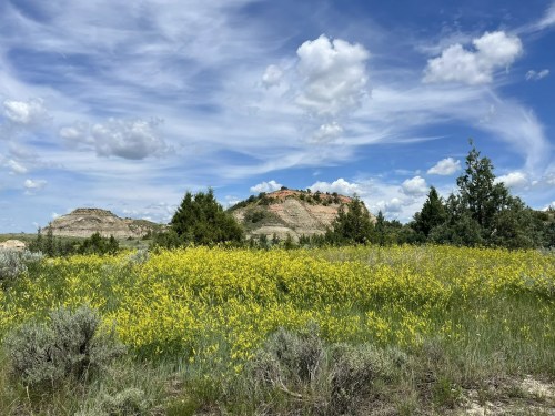 A vibrant field of yellow flowers in front of rocky hills under a blue sky with fluffy clouds.