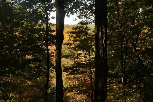 A serene forest scene with tall trees and vibrant autumn foliage in the background.