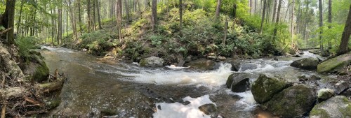 A serene forest scene featuring a flowing river surrounded by lush greenery and rocks.