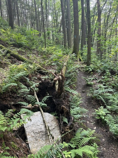 A forest trail surrounded by ferns, with a large rock and a fallen tree root on the side.