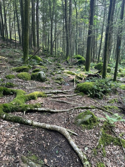 A forest path covered in moss, rocks, and tree roots, surrounded by tall trees and greenery.