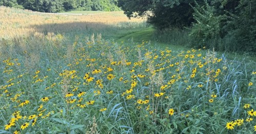 A rolling meadow blanketed in yellow black-eyed Susans under a bright sky.