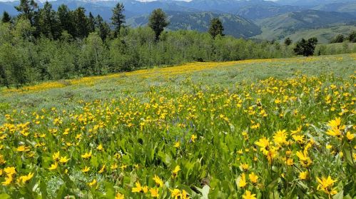 A vibrant field of yellow wildflowers stretches across a green landscape, with mountains in the background under a clear blue sky.